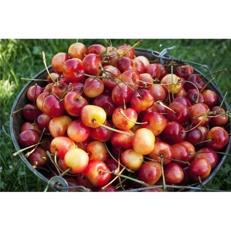 A Bucket of Ripe Ranier Cherries are Freshly Picked in The Okanagan - British Columbia Canada Poster Print44; 19 x 12